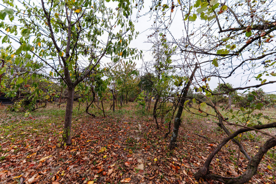 Teren 1.439 mp cu casa batraneasca – Urseni, Vatra Veche