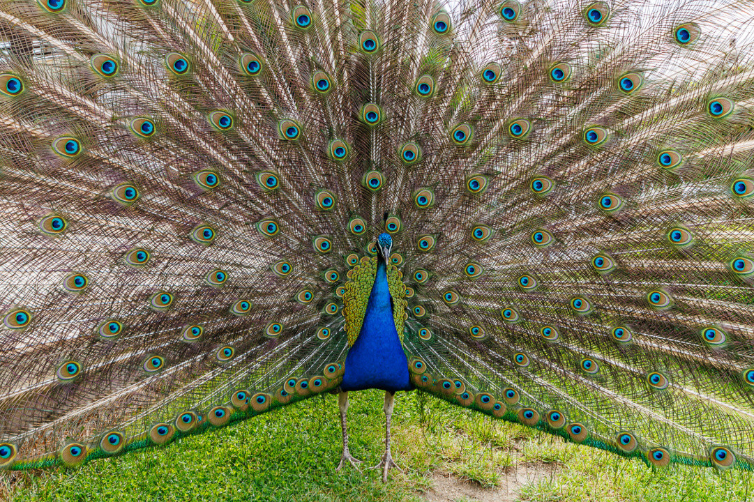 Complex pensiune, sala evenimente, restaurant, terase, gradini - langa Timisoara